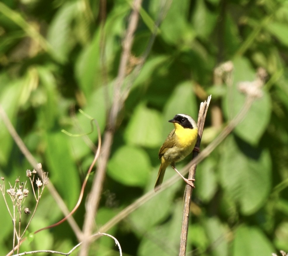Common Yellowthroat - ML585240541