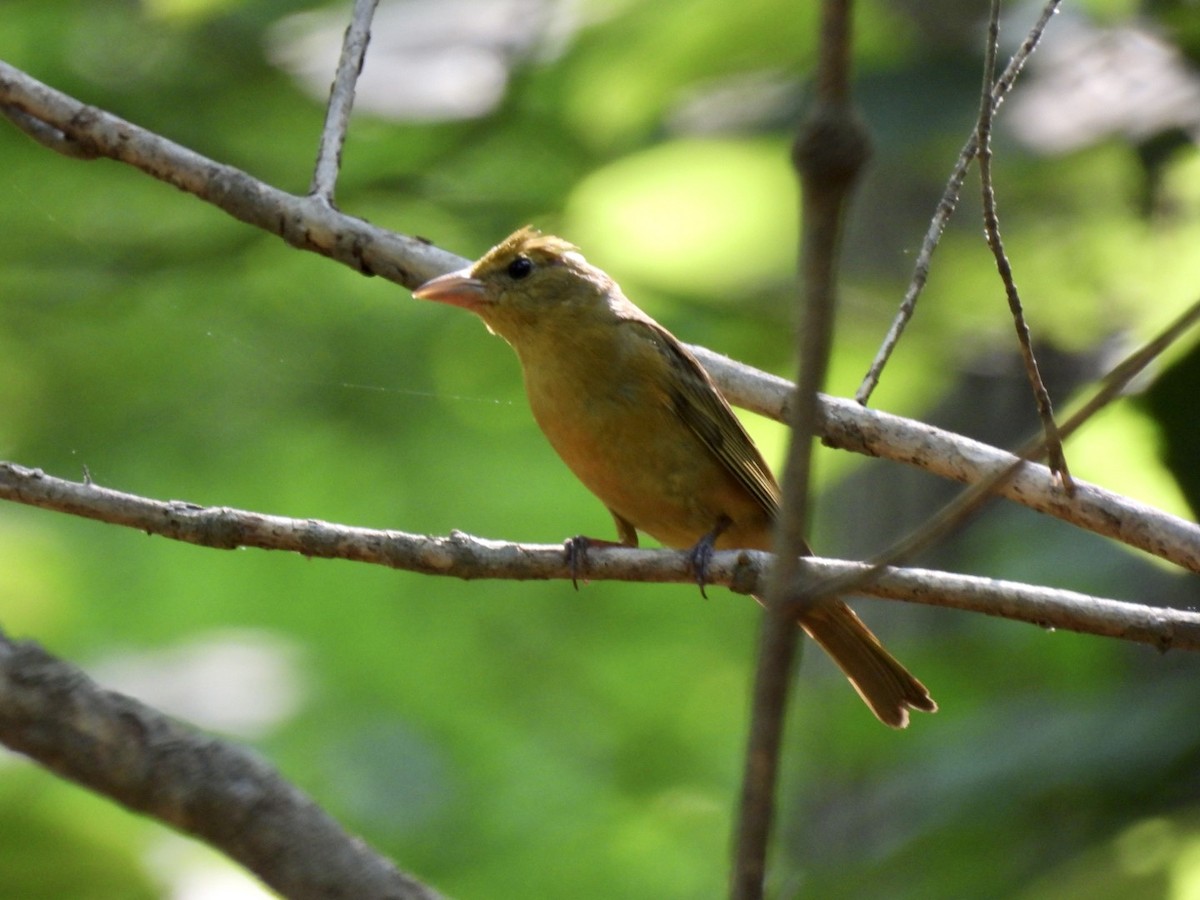 Summer Tanager - ML585240601