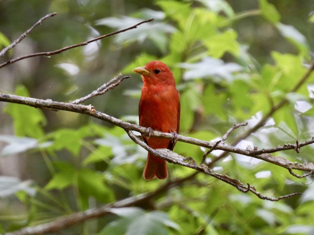 Summer Tanager - ML585240611