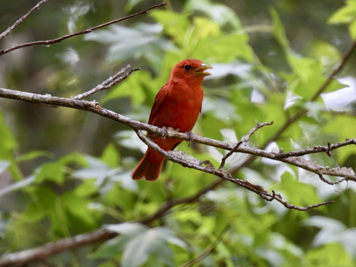 Summer Tanager - ML585240621