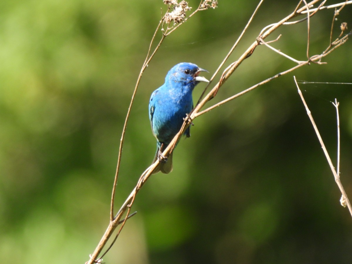 Indigo Bunting - Angie  Holt