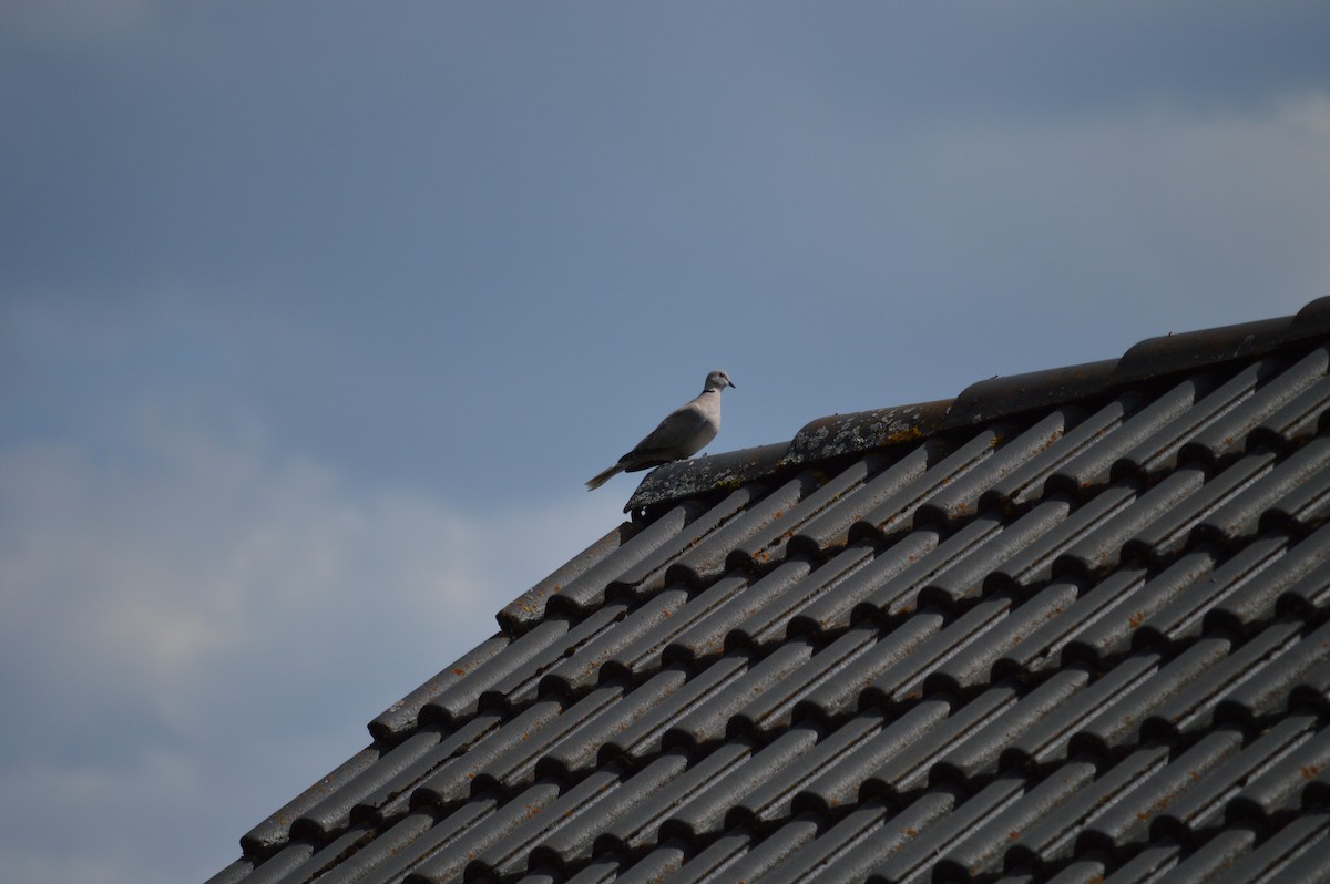 Eurasian Collared-Dove - ML585241701