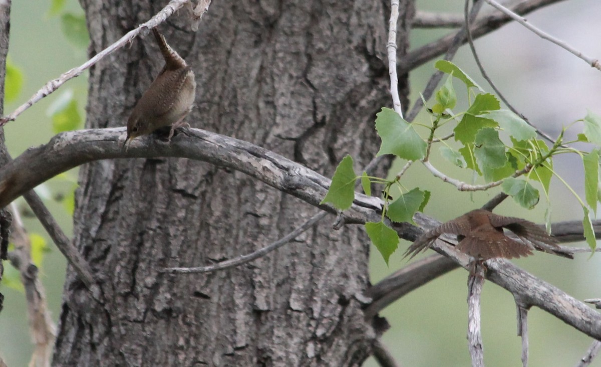 House Wren - Lorraine Lanning