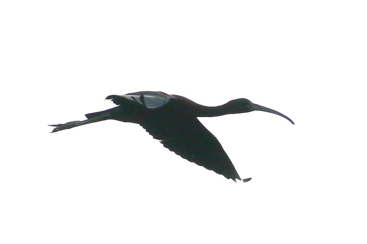 Glossy Ibis - ML585242661