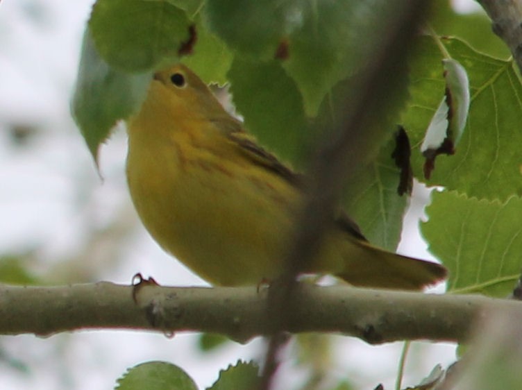 Yellow Warbler - ML58524321