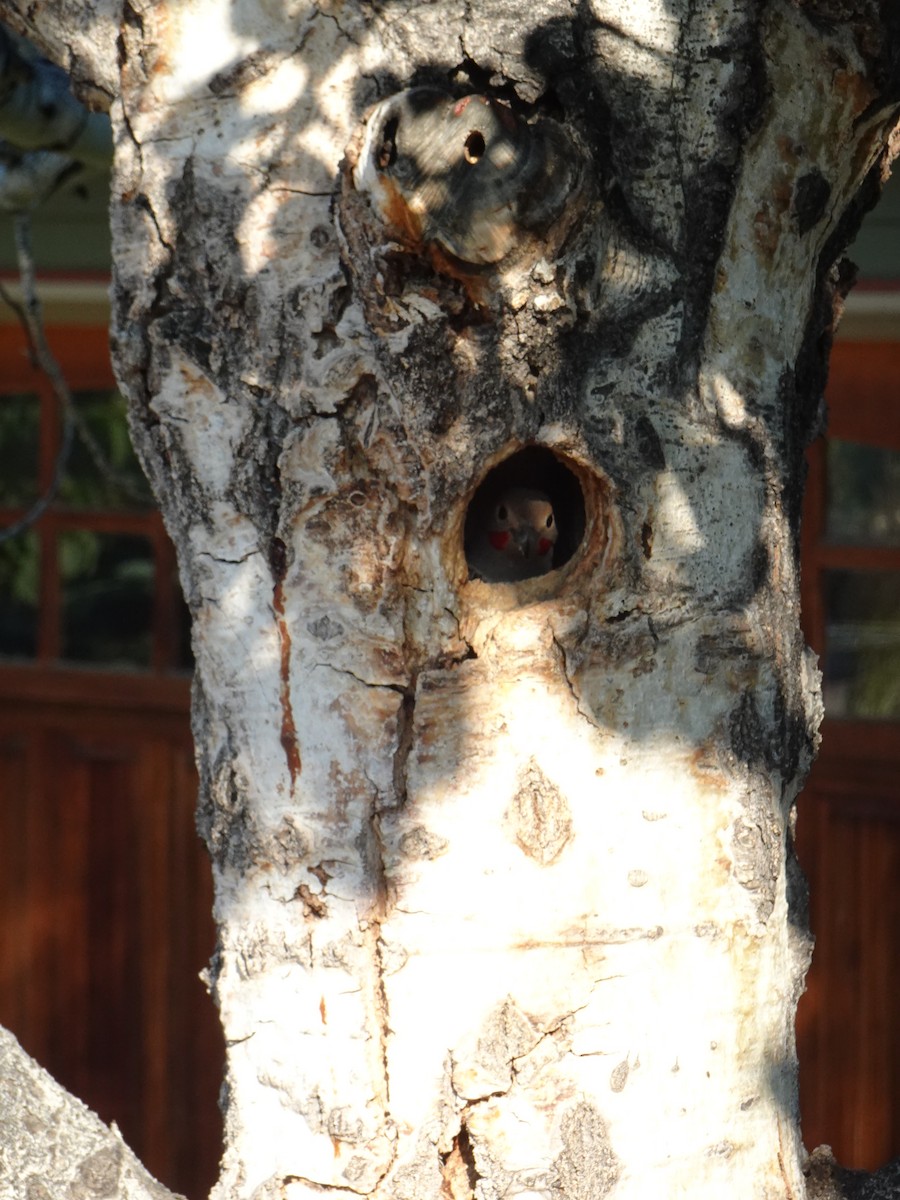 Northern Flicker - ML585243761