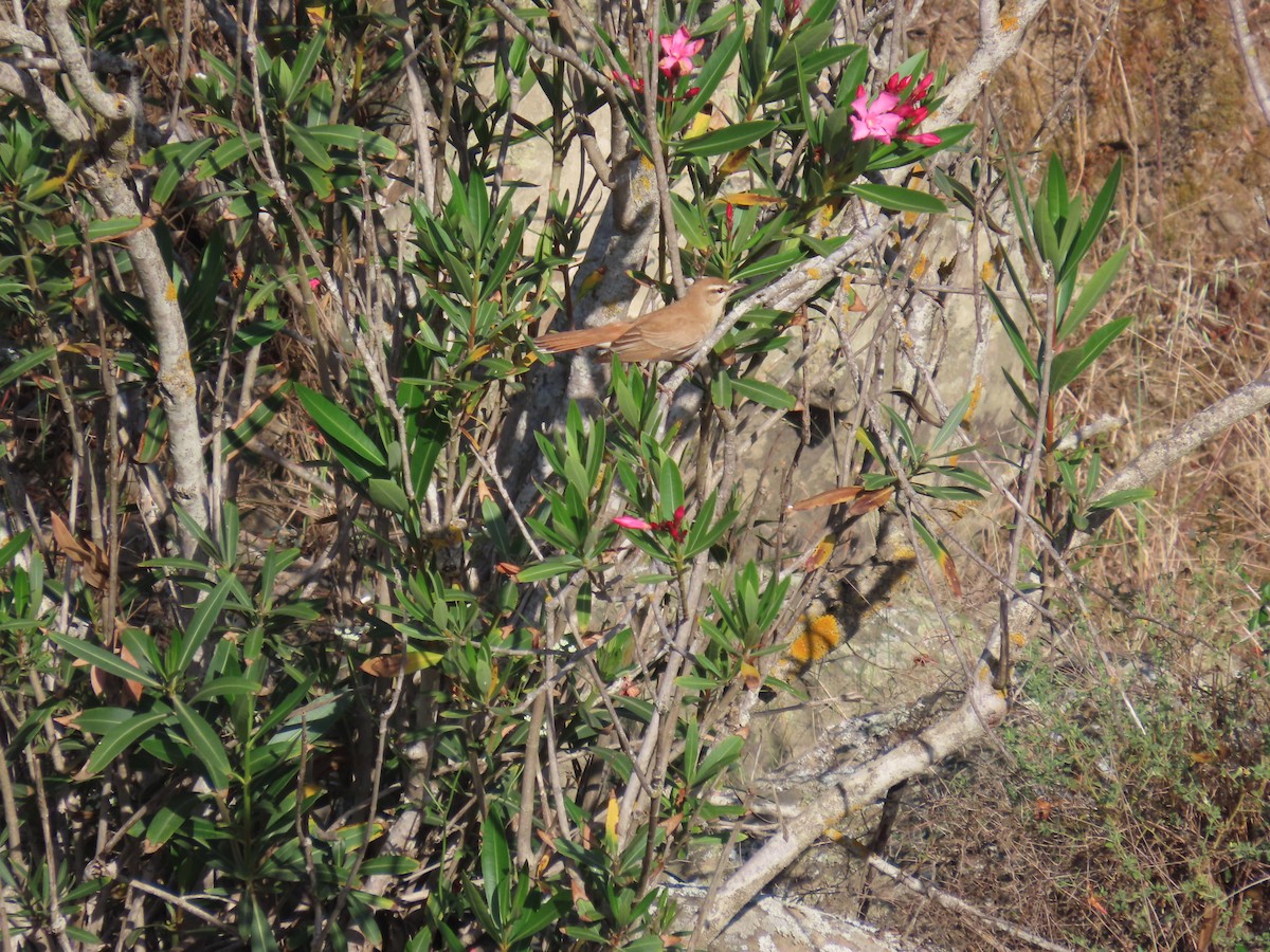 Rufous-tailed Scrub-Robin - ML585244391