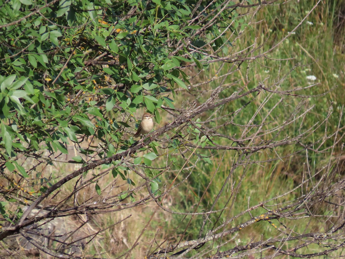 Rufous-tailed Scrub-Robin - ML585244401