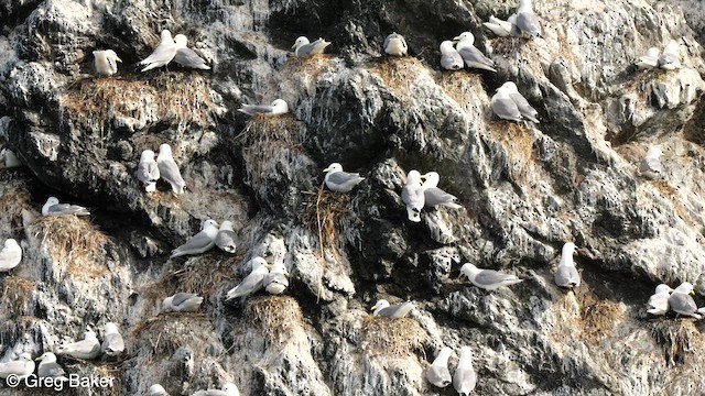 Black-legged Kittiwake - ML585244851