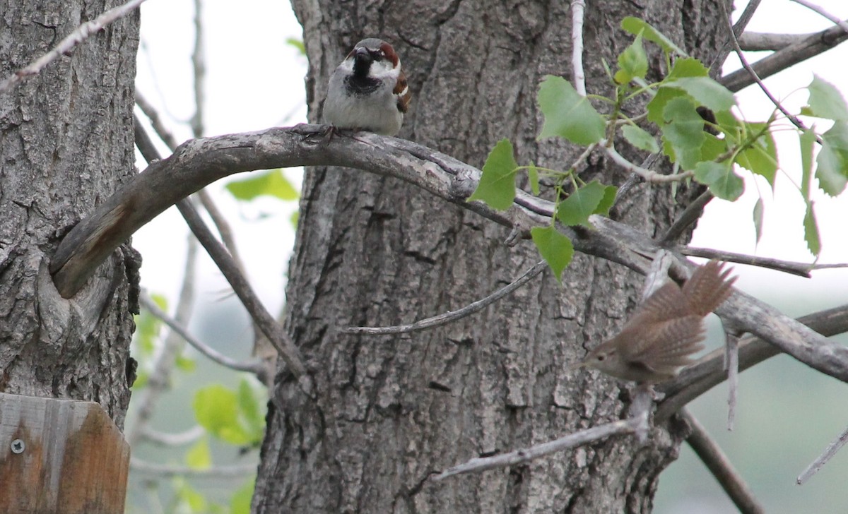 House Sparrow - ML58524531