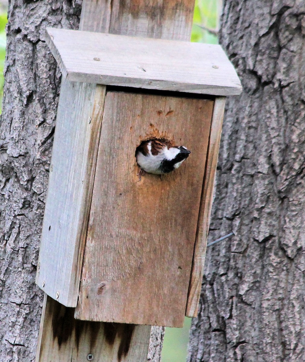 House Sparrow - Lorraine Lanning