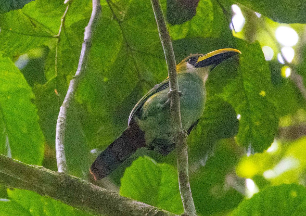 Northern Emerald-Toucanet - ML585245621