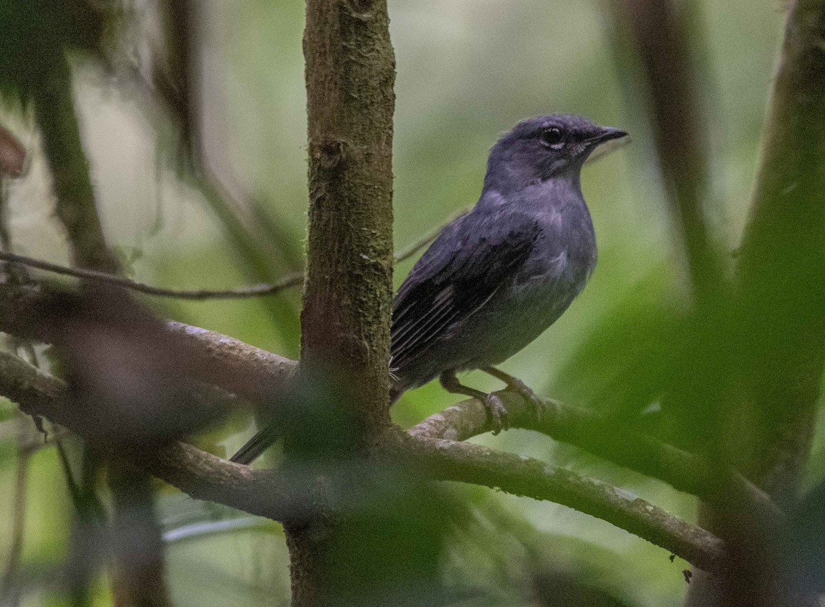 Slate-colored Solitaire - ML585245751