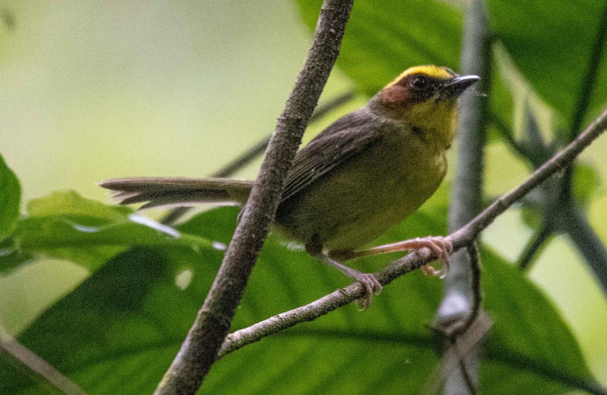 Golden-browed Warbler - ML585245881