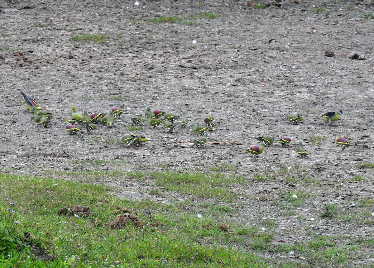 Thick-billed Green-Pigeon - ML585246181