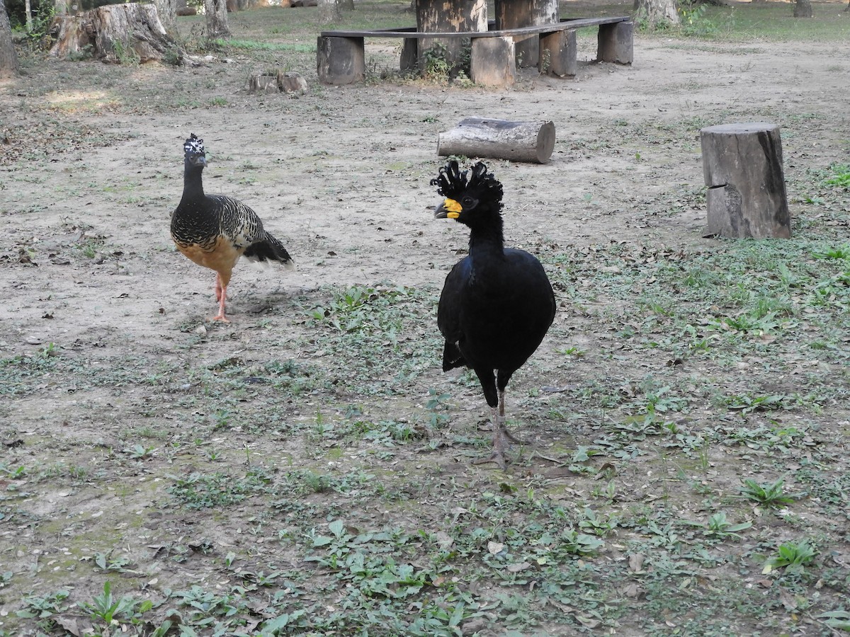 Bare-faced Curassow - ML585246301