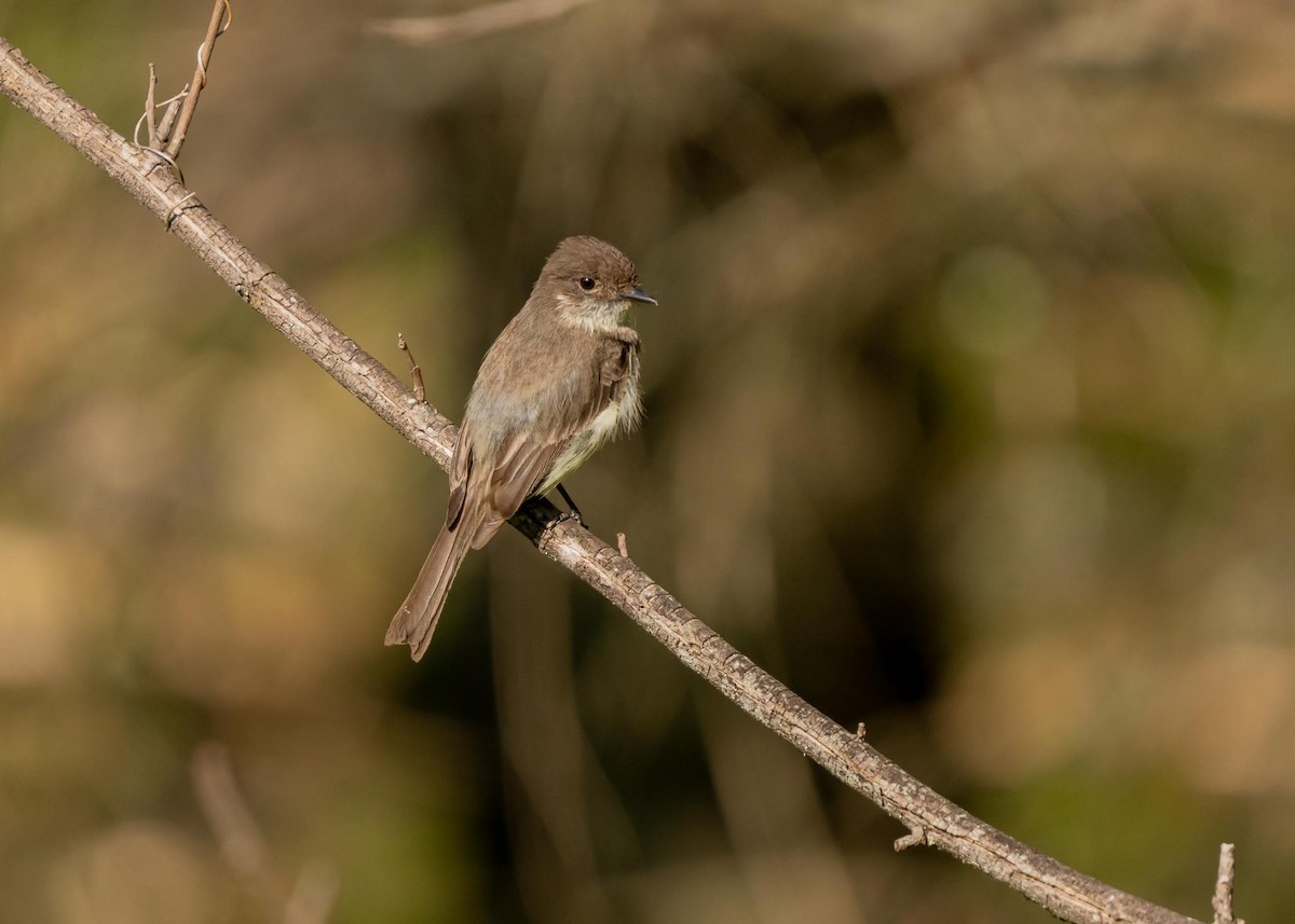 Eastern Phoebe - ML585246631