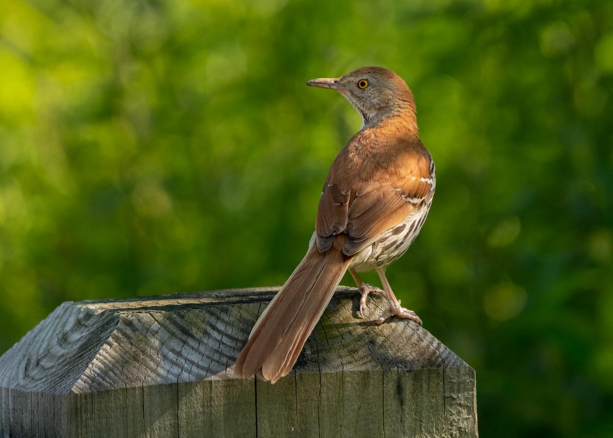 Brown Thrasher - ML585246691