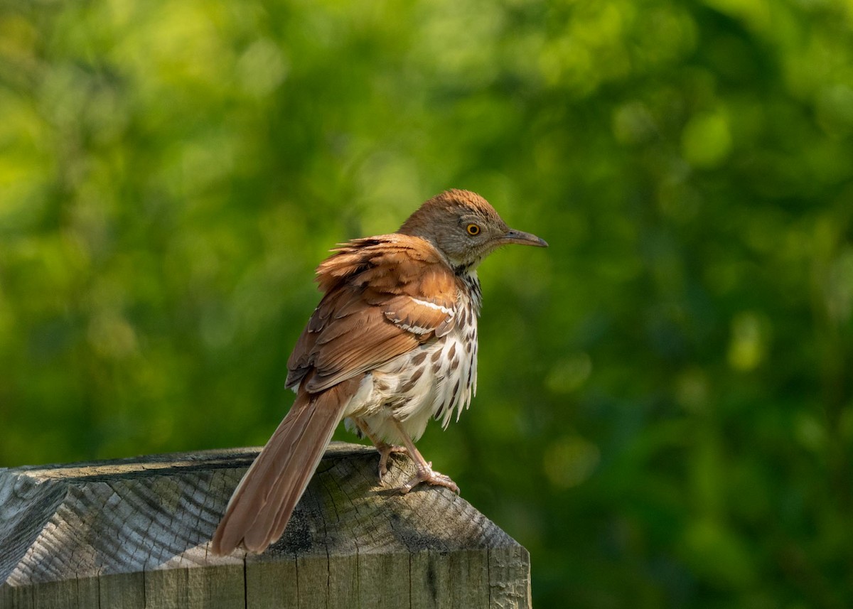 Brown Thrasher - ML585246701