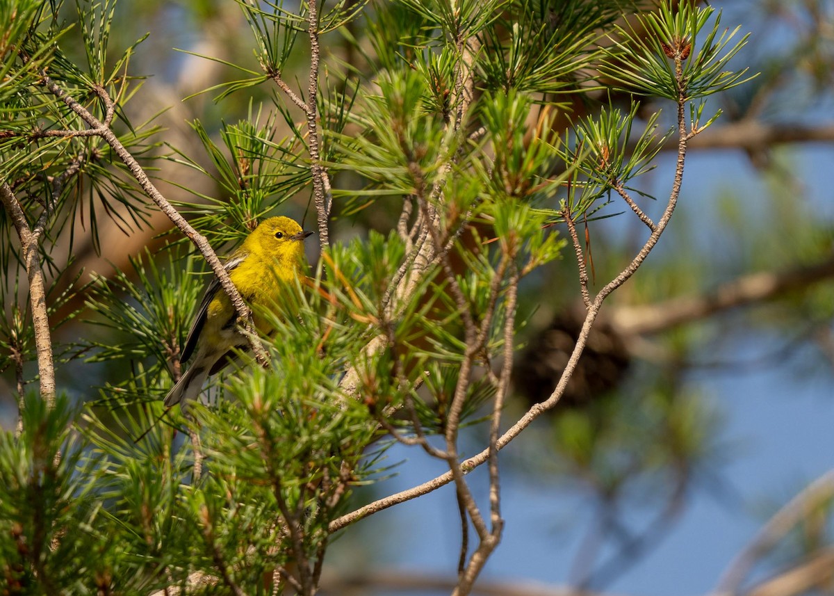 Pine Warbler - ML585246731