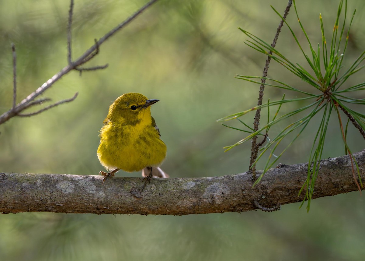 Pine Warbler - ML585246751