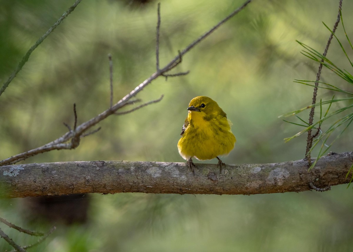 Pine Warbler - ML585246761