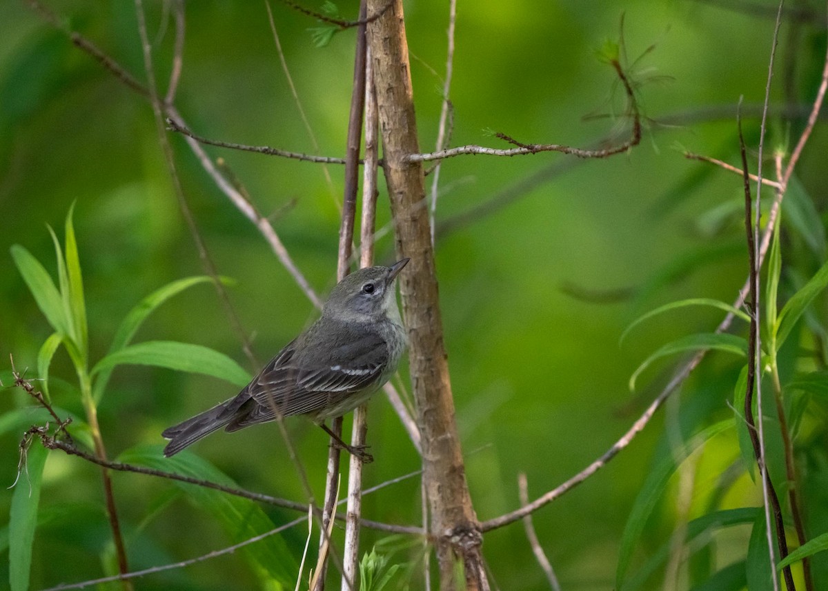 Pine Warbler - ML585246781