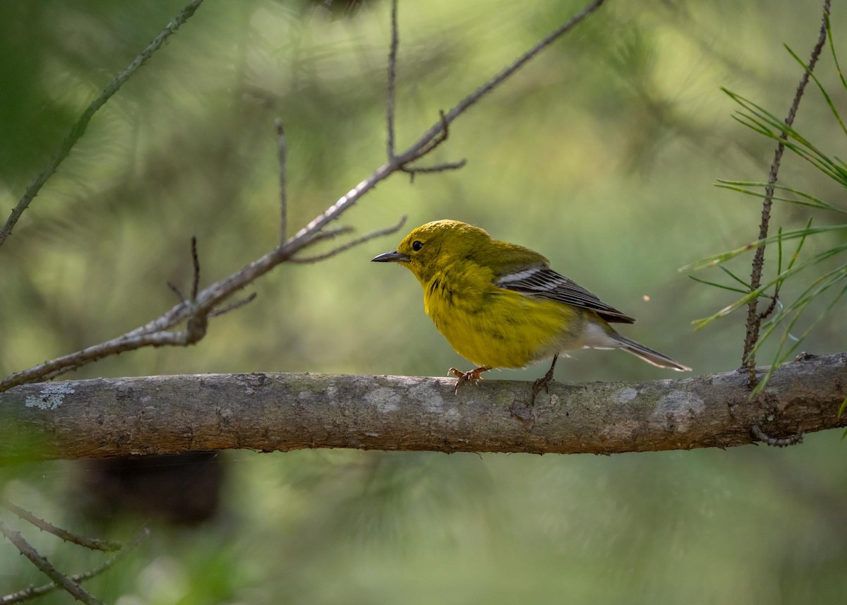 Pine Warbler - ML585246811