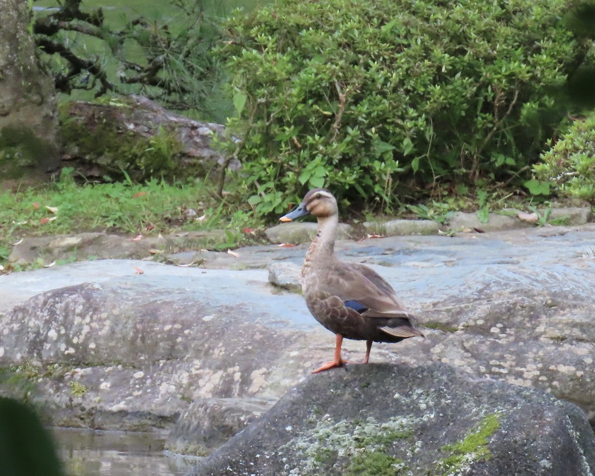 Eastern Spot-billed Duck - ML585247011