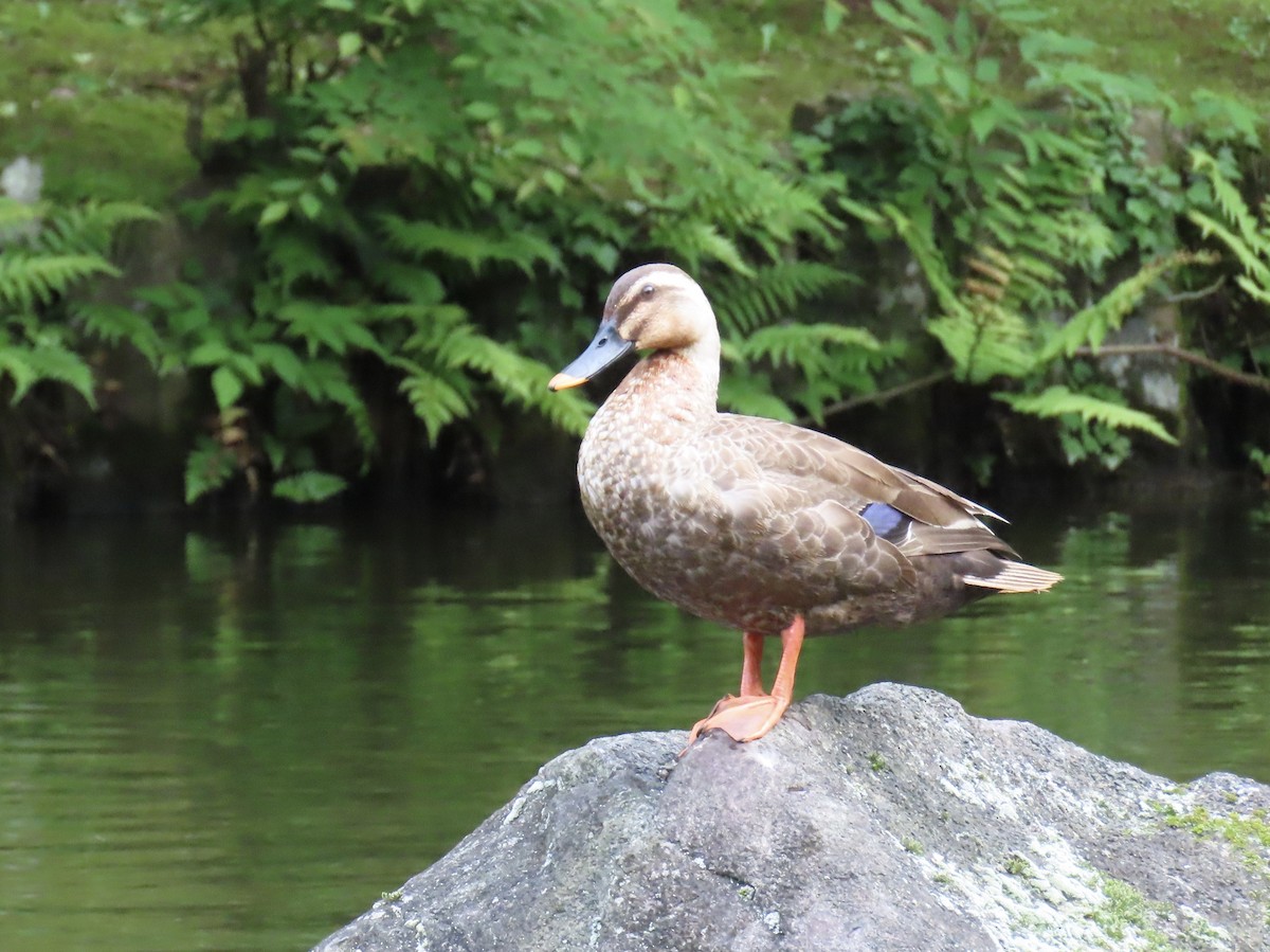 Eastern Spot-billed Duck - ML585247021