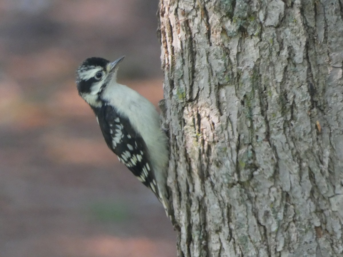 Downy Woodpecker - Marcel Gahbauer