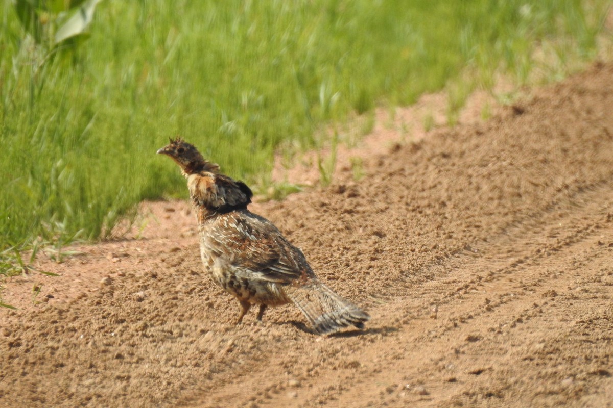 Ruffed Grouse - Dan Belter