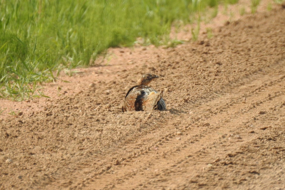 Ruffed Grouse - Dan Belter