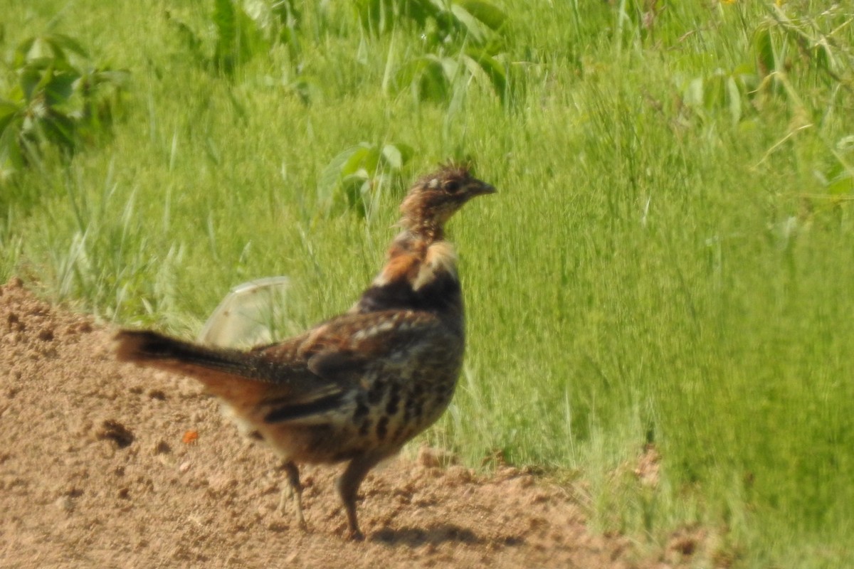 Ruffed Grouse - ML585248111