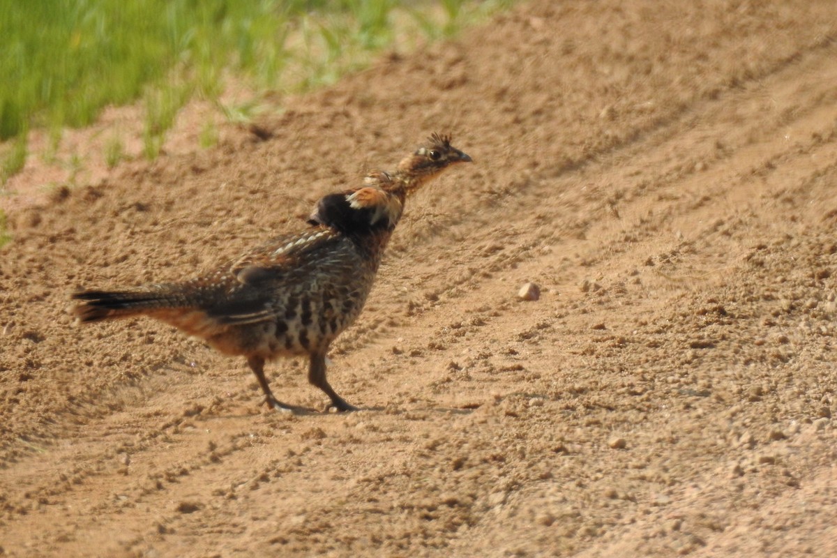 Ruffed Grouse - ML585248121