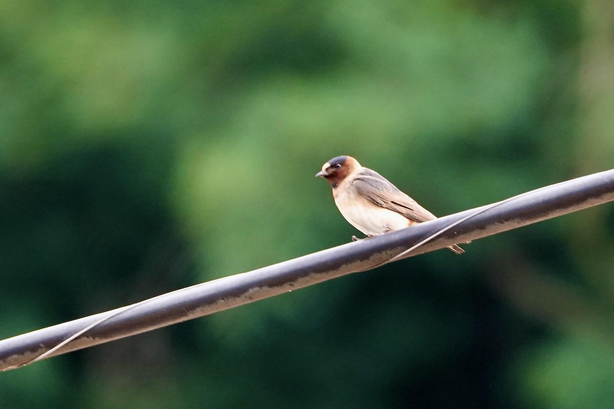 Cliff Swallow - ML585248721