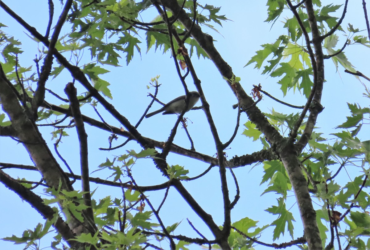 Blue-gray Gnatcatcher - ML585248961