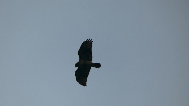 Red-tailed Hawk (borealis) - ML585249571