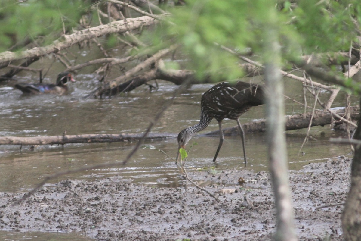 Limpkin - ML585250021