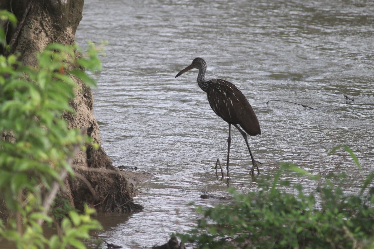 Limpkin - ML585250031