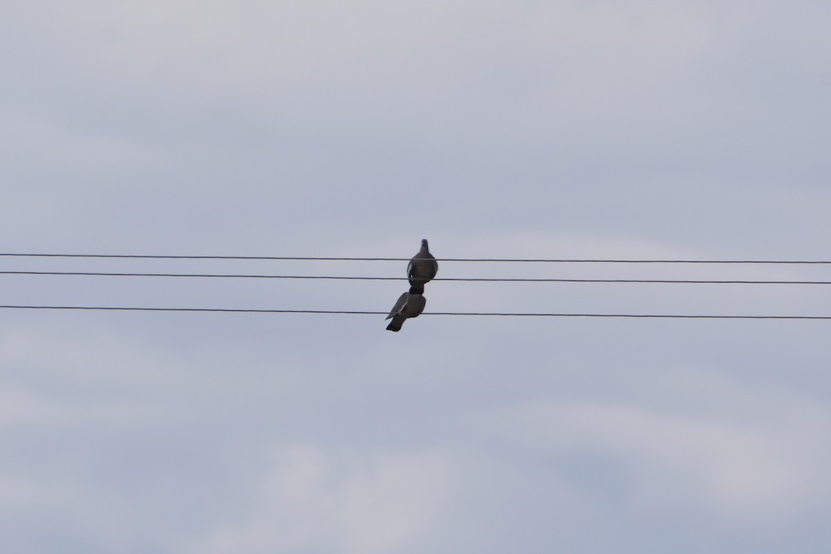 Common Wood-Pigeon - ML585250941