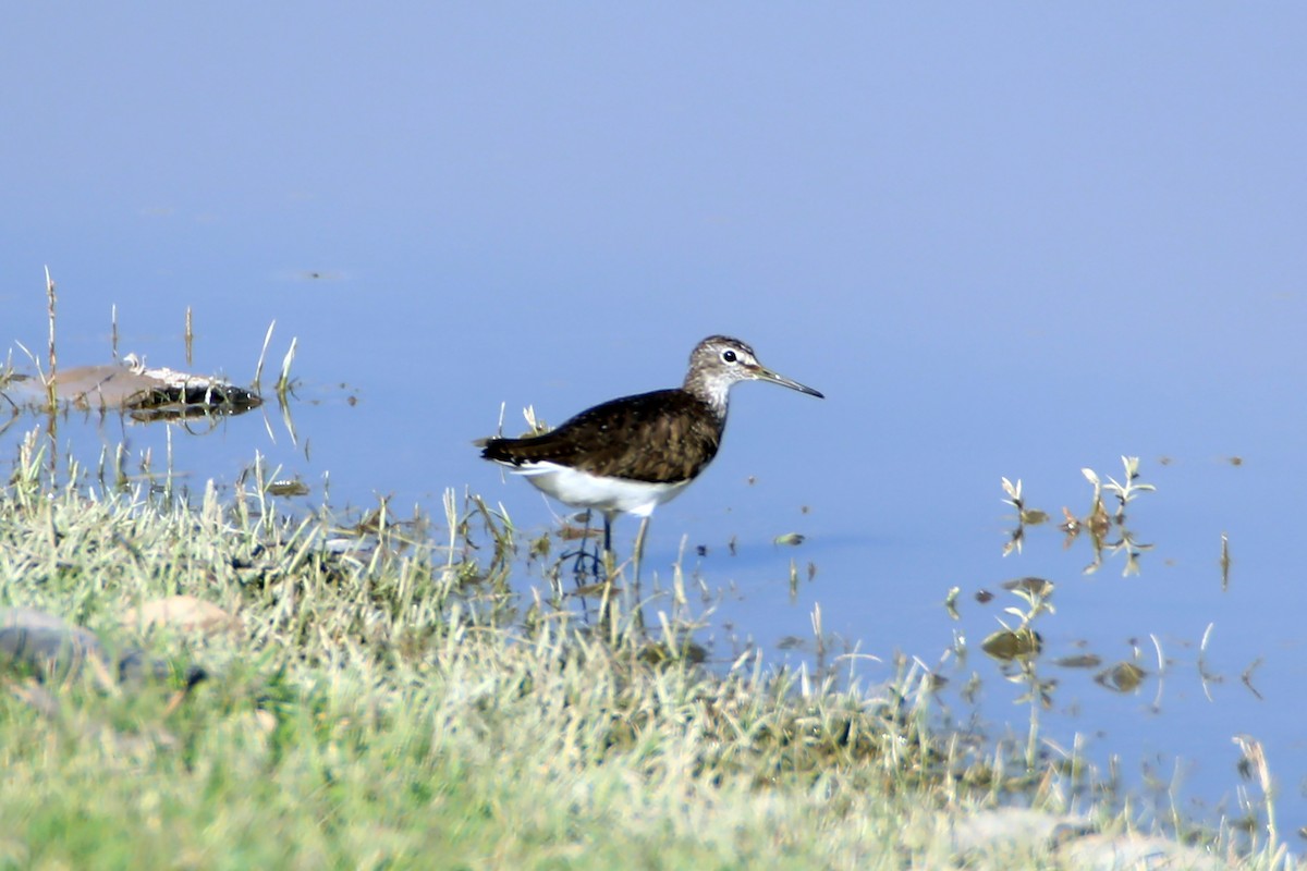 Green Sandpiper - ML585250961