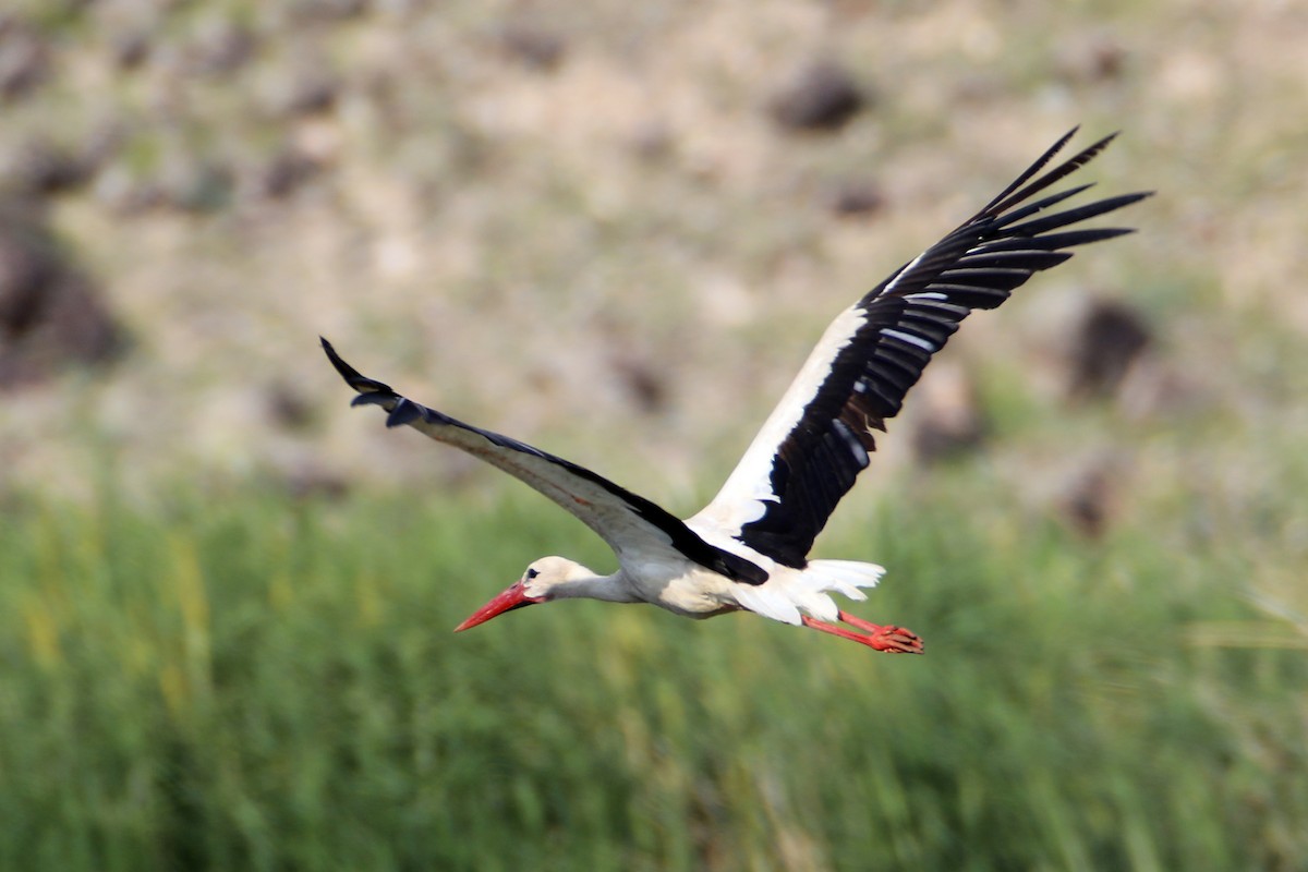 White Stork - Hüseyin Yıldız