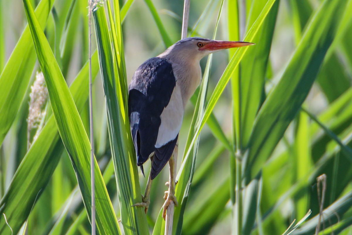 Little Bittern - Hüseyin Yıldız