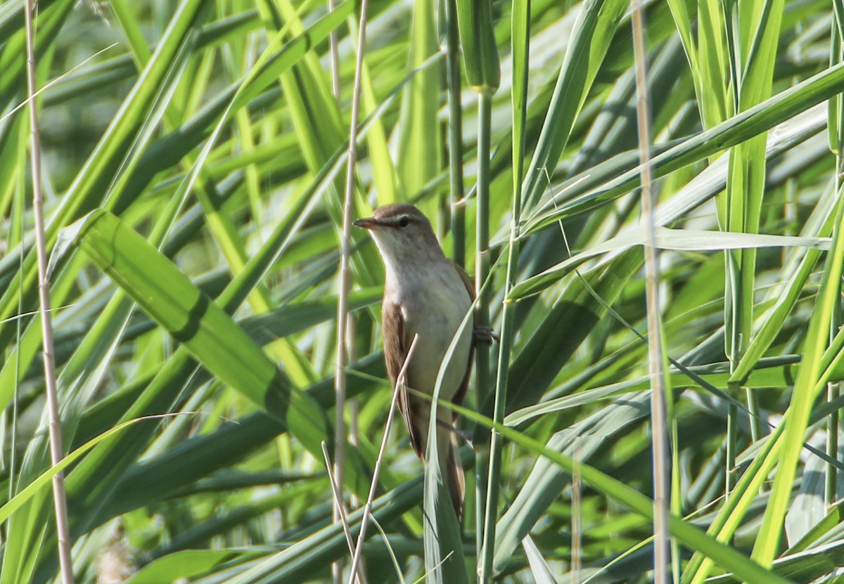 Great Reed Warbler - Hüseyin Yıldız