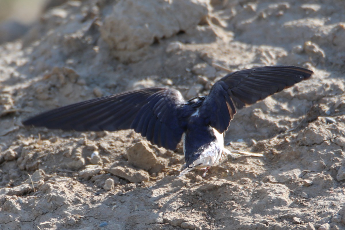 Barn Swallow - Hüseyin Yıldız