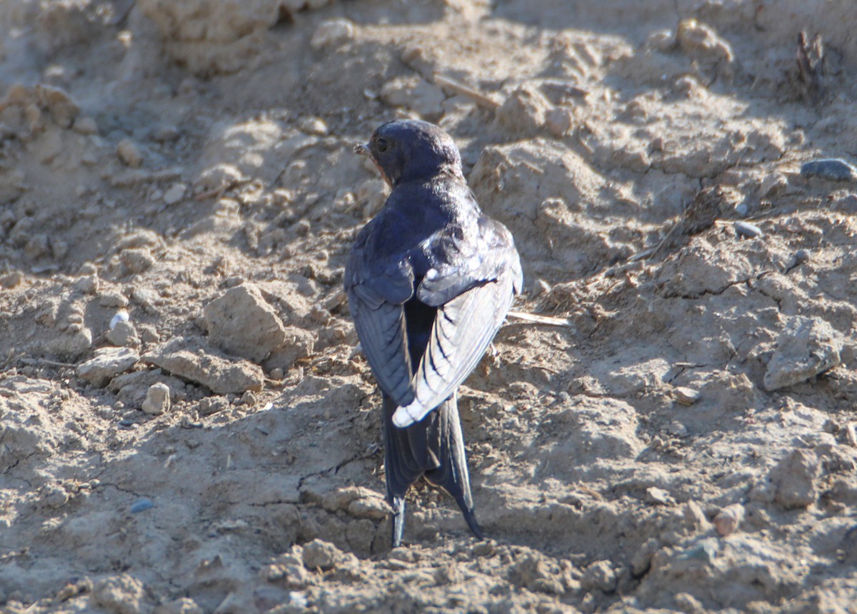 Barn Swallow - Hüseyin Yıldız