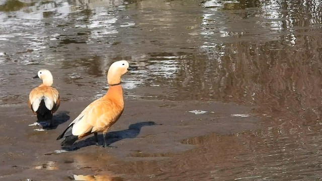 Ruddy Shelduck - ML585251961