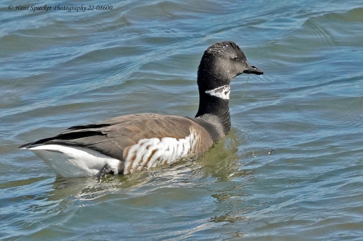 Brant - ML585253391