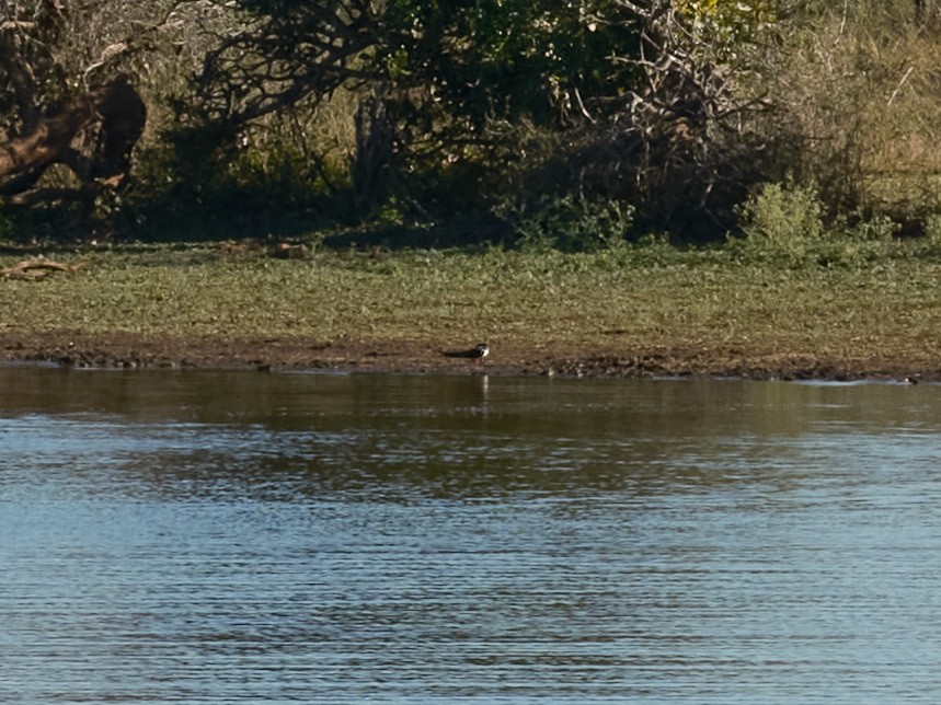 African Skimmer - ML585254171